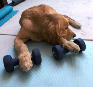 Illustration de l'article : 17 photos amusantes de chiens devenus coachs sportifs pour encourager leurs maîtres à bouger