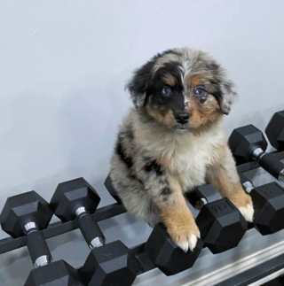 Illustration de l'article : 17 photos amusantes de chiens devenus coachs sportifs pour encourager leurs maîtres à bouger