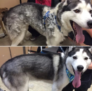 Illustration de l'article : 8 photos montrant à quel point le toilettage peut transformer les Huskies Sibériens