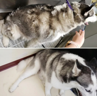 Illustration de l'article : 8 photos montrant à quel point le toilettage peut transformer les Huskies Sibériens