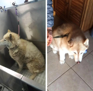 Illustration de l'article : 8 photos montrant à quel point le toilettage peut transformer les Huskies Sibériens