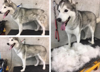 Illustration de l'article : 8 photos montrant à quel point le toilettage peut transformer les Huskies Sibériens