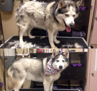Illustration de l'article : 8 photos montrant à quel point le toilettage peut transformer les Huskies Sibériens