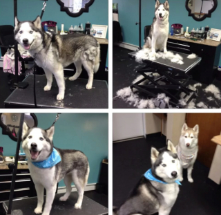 Illustration de l'article : 8 photos montrant à quel point le toilettage peut transformer les Huskies Sibériens