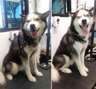 Illustration de l'article : 8 photos montrant à quel point le toilettage peut transformer les Huskies Sibériens