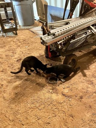 Illustration de l'article : Une chatte et son petit démarrent une nouvelle vie grâce à la générosité d'ouvriers d'un chantier de construction