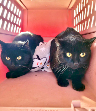 Illustration de l'article : Une chatte et son petit démarrent une nouvelle vie grâce à la générosité d'ouvriers d'un chantier de construction