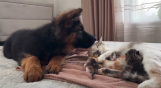 Illustration de l'article : Le doux moment où un chiot curieux fait connaissance avec des petits chats blottis contre leur maman (vidéo)