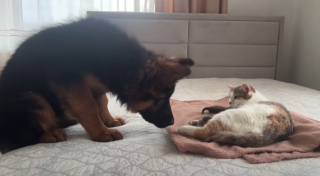 Illustration de l'article : Le doux moment où un chiot curieux fait connaissance avec des petits chats blottis contre leur maman (vidéo)
