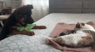 Illustration de l'article : Le doux moment où un chiot curieux fait connaissance avec des petits chats blottis contre leur maman (vidéo)