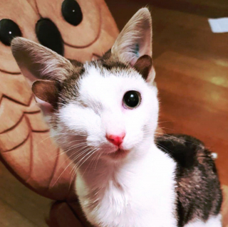 Illustration de l'article : 18 animaux de compagnie aux caractéristiques physiques exceptionnelles