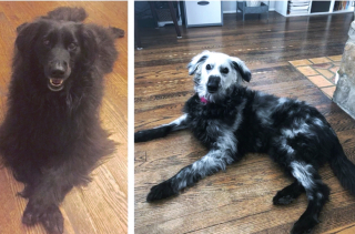 Illustration de l'article : 18 animaux de compagnie aux caractéristiques physiques exceptionnelles