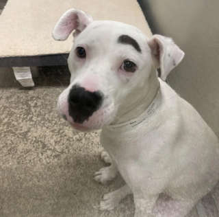 Illustration de l'article : 18 animaux de compagnie aux caractéristiques physiques exceptionnelles