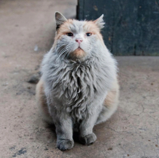 Illustration de l'article : 18 animaux de compagnie aux caractéristiques physiques exceptionnelles