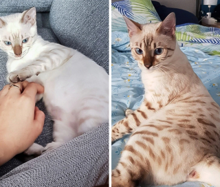 Illustration de l'article : 18 animaux de compagnie aux caractéristiques physiques exceptionnelles