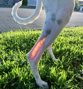 Illustration de l'article : 18 animaux de compagnie aux caractéristiques physiques exceptionnelles