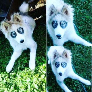 Illustration de l'article : 18 animaux de compagnie aux caractéristiques physiques exceptionnelles