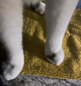 Illustration de l'article : 18 animaux de compagnie aux caractéristiques physiques exceptionnelles