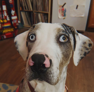 Illustration de l'article : 18 animaux de compagnie aux caractéristiques physiques exceptionnelles