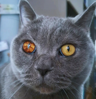 Illustration de l'article : 18 animaux de compagnie aux caractéristiques physiques exceptionnelles