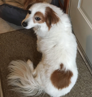 Illustration de l'article : 18 animaux de compagnie aux caractéristiques physiques exceptionnelles