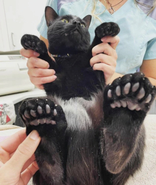 Illustration de l'article : 18 animaux de compagnie aux caractéristiques physiques exceptionnelles