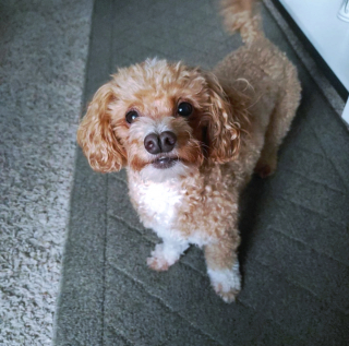 Illustration de l'article : 18 animaux de compagnie aux caractéristiques physiques exceptionnelles