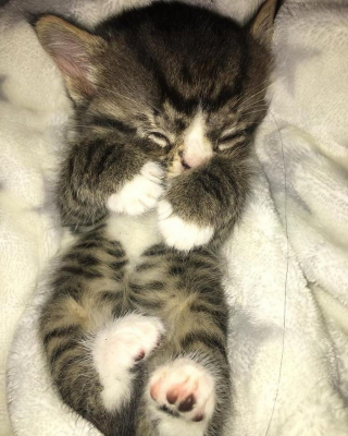 Illustration de l'article : Ce chat mal-aimé à cause de son visage déformé a fait une rencontre qui a changé sa vie (vidéo)