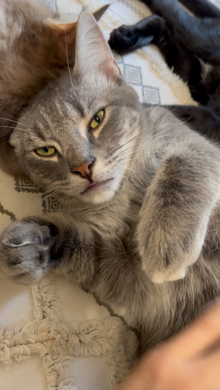 Illustration de l'article : Ce chaton très affectueux ne trouve pas de maison à cause de sa timidité 