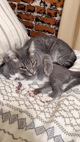 Illustration de l'article : Ce chaton très affectueux ne trouve pas de maison à cause de sa timidité 