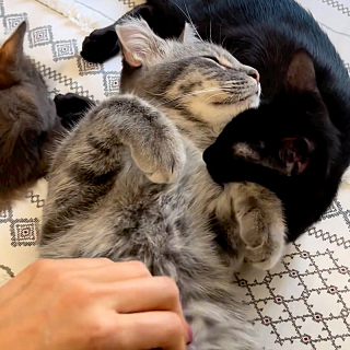 Illustration de l'article : Ce chaton très affectueux ne trouve pas de maison à cause de sa timidité 