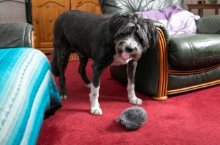 Illustration de l'article : Un chien s’affole en voyant sa voisine de 91 ans étendue sur le sol et alerte sa propriétaire