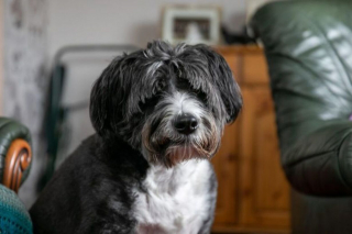 Illustration de l'article : Un chien s’affole en voyant sa voisine de 91 ans étendue sur le sol et alerte sa propriétaire