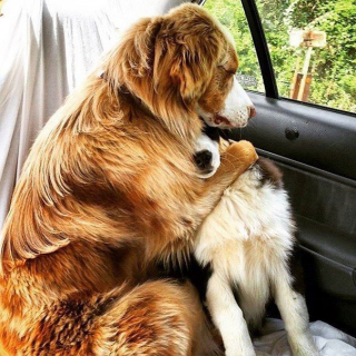 Illustration de l'article : 14 photos touchantes de chiens devenus d'inséparables amis