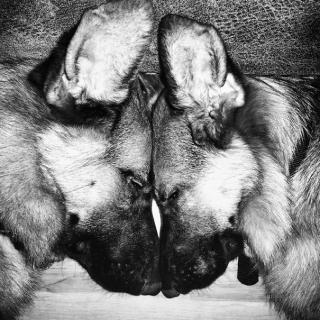 Illustration de l'article : 14 photos touchantes de chiens devenus d'inséparables amis