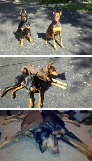 Illustration de l'article : 14 photos touchantes de chiens devenus d'inséparables amis