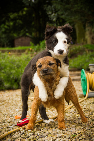 Illustration de l'article : 14 photos touchantes de chiens devenus d'inséparables amis