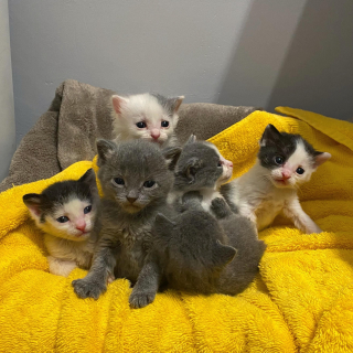 Illustration de l'article : Une portée de chatons orphelins retrouve le sourire après un début de vie très compliqué