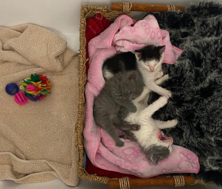 Illustration de l'article : Une portée de chatons orphelins retrouve le sourire après un début de vie très compliqué