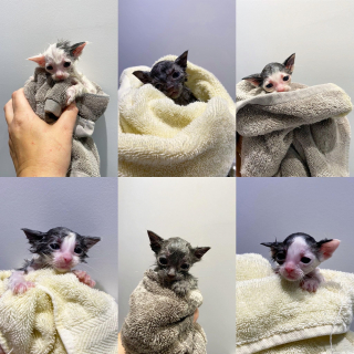 Illustration de l'article : Une portée de chatons orphelins retrouve le sourire après un début de vie très compliqué