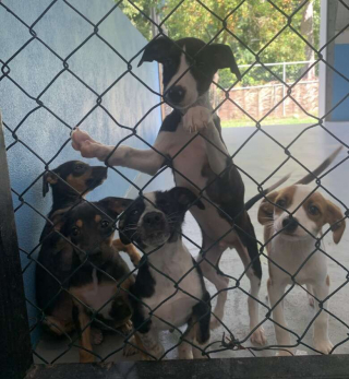 Illustration de l'article : Le sauvetage in extremis de 5 chiots abandonnés dans une boîte à côté des poubelles (vidéo)