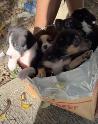 Illustration de l'article : Le sauvetage in extremis de 5 chiots abandonnés dans une boîte à côté des poubelles (vidéo)