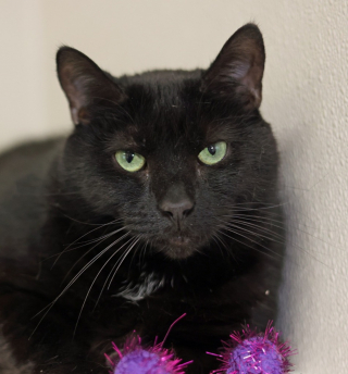 Illustration de l'article : D’après le personnel d’un refuge, le pelage de cette chatte serait un frein à son adoption