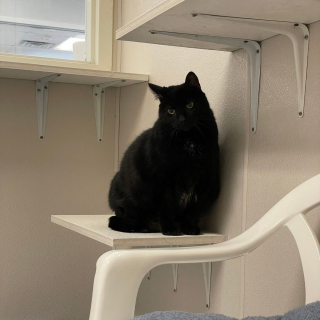 Illustration de l'article : D’après le personnel d’un refuge, le pelage de cette chatte serait un frein à son adoption