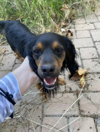 Illustration de l'article : À défaut d’avoir une laisse, une femme trouve un moyen original de ramener un chien perdu chez elle (vidéo)