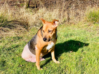 Illustration de l'article : Une chienne se mord maladivement les pattes arrière et doit se faire amputer pour mieux vivre