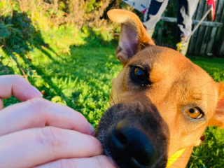 Illustration de l'article : Une chienne se mord maladivement les pattes arrière et doit se faire amputer pour mieux vivre