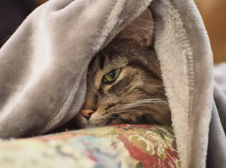 Illustration de l'article : 14 photos de chats adorables qui se réchauffent dans leurs couvertures préférées