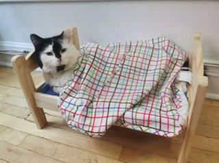 Illustration de l'article : 14 photos de chats adorables qui se réchauffent dans leurs couvertures préférées