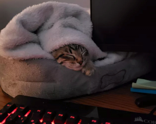 Illustration de l'article : 14 photos de chats adorables qui se réchauffent dans leurs couvertures préférées